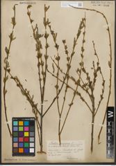 Foto von Salix purpurea L.